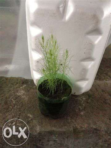 plantas espargos em vaso