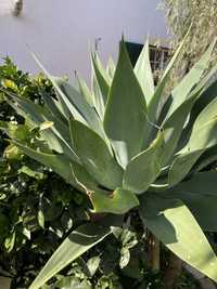 Agave Dragão Attenuata