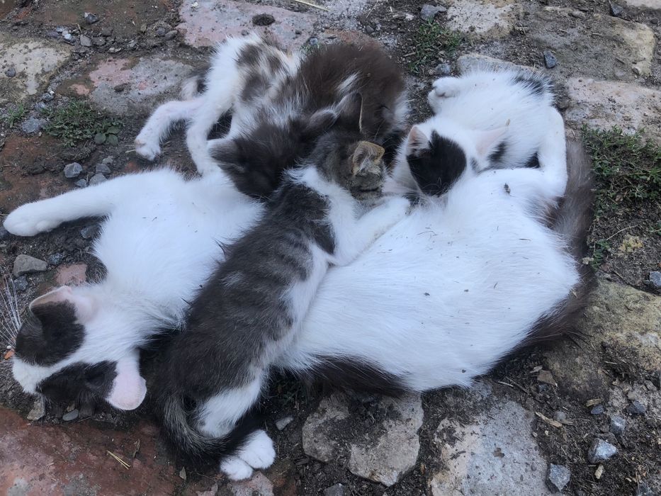Котики шукають домівку