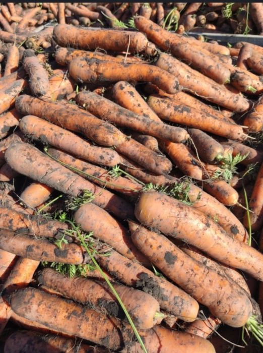 Sprzedam marchew prosto z pola