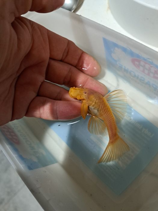 Pary Zbrojnik glonojad złoty Albino krótka płetwa