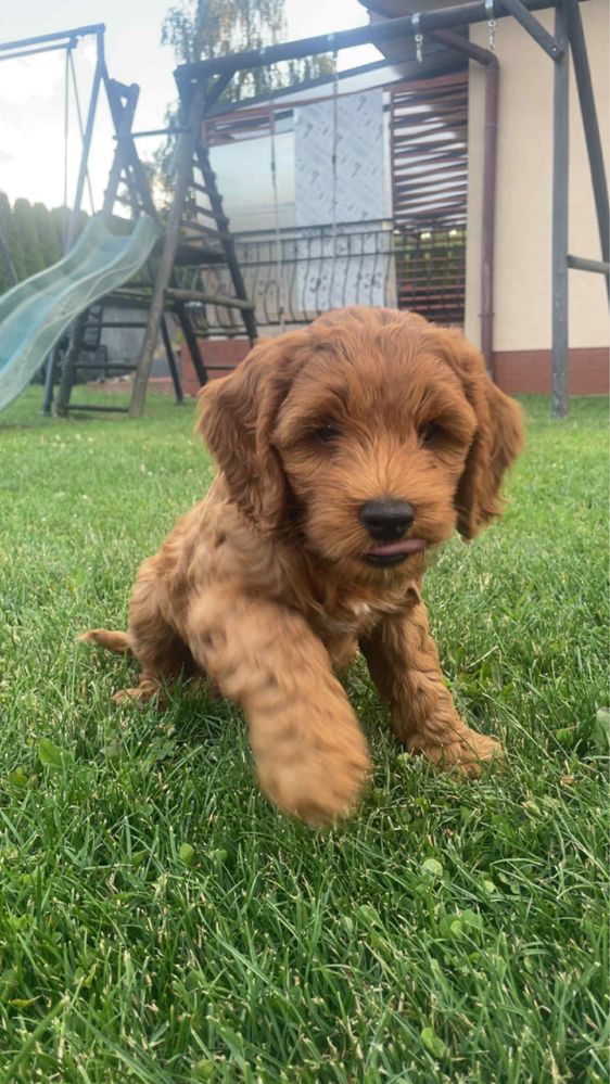 Cockapoo f1b |pierwszy miot|