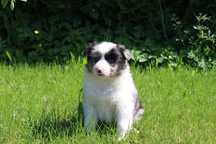 GOTOWE DO ODBIORU ! Border collie suczka blue merle