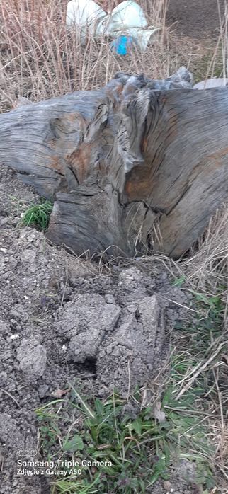 Korzeń do ogrodu