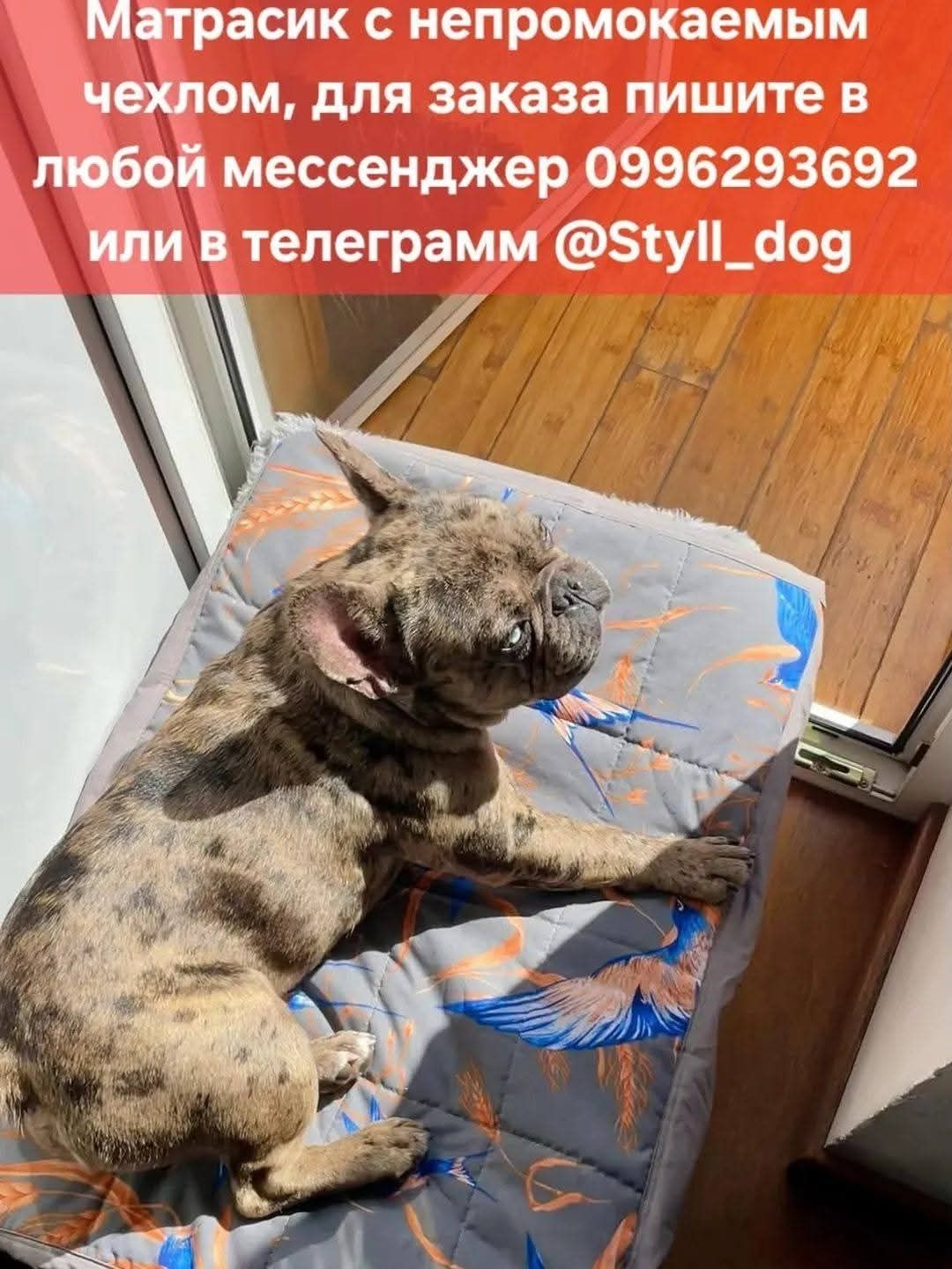 Одежда для собак