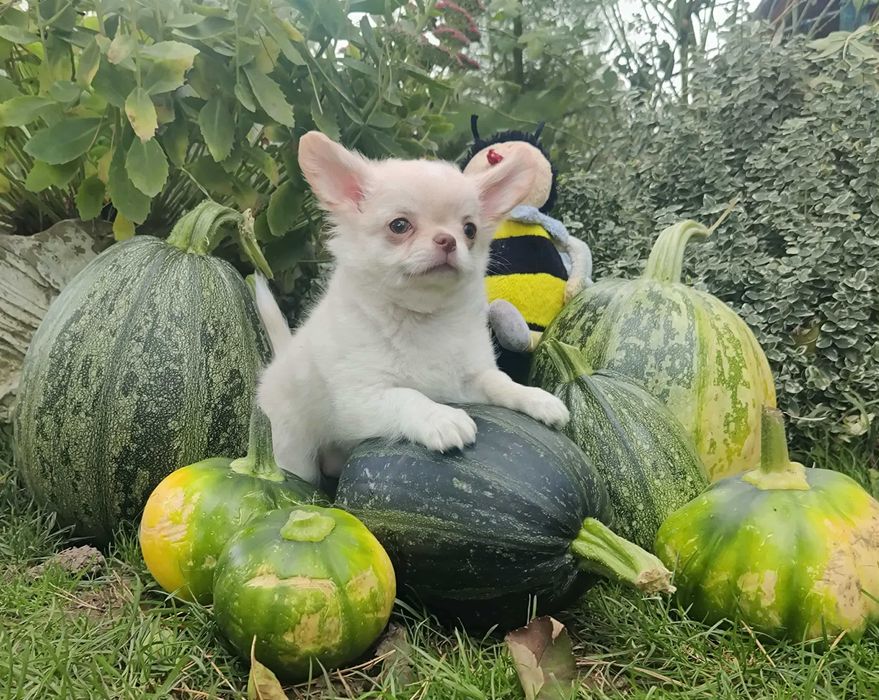 Długowłosy szczeniak Chihuahua z rodowodem FCI