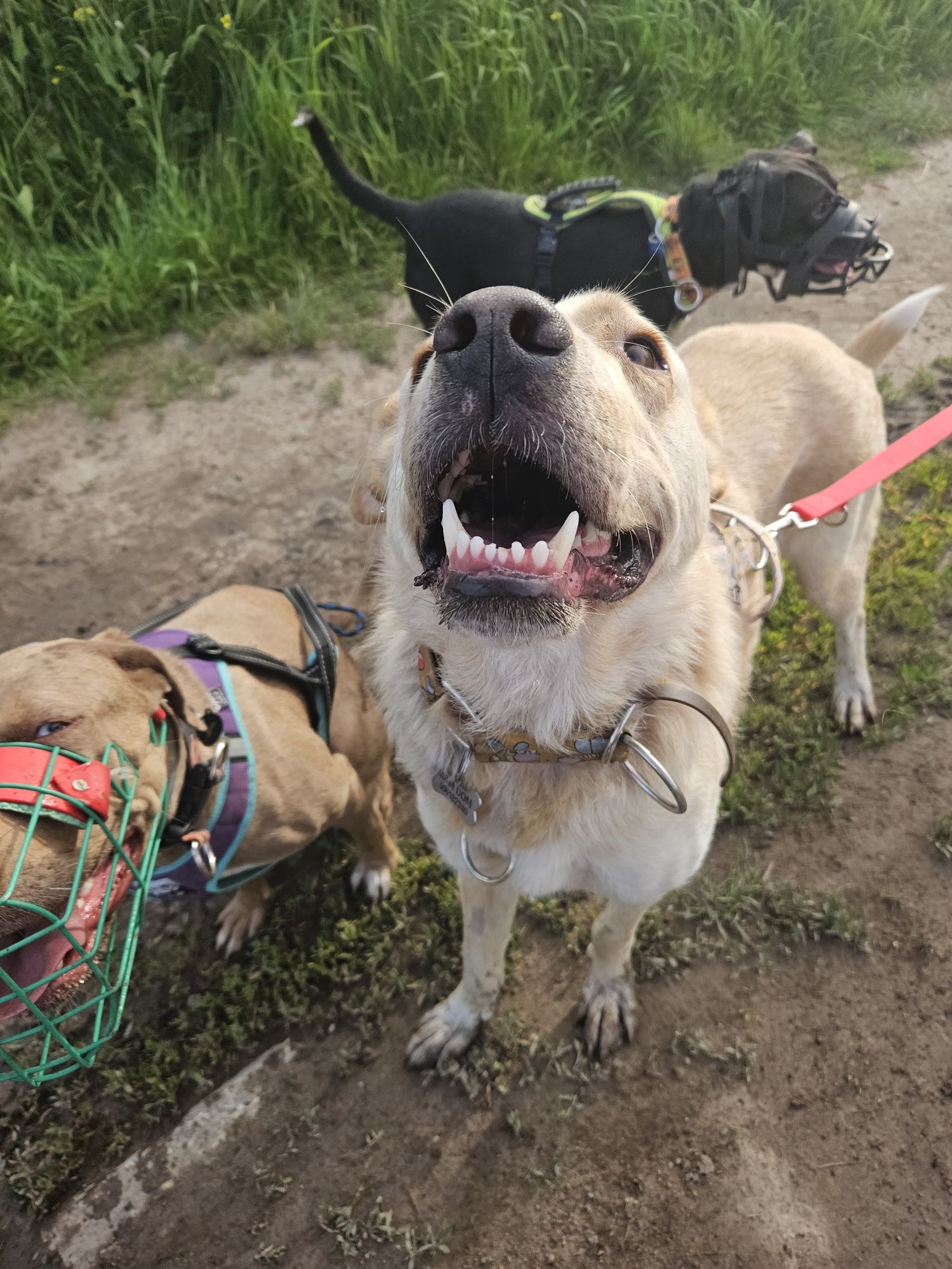 Brego z charakterem labradora szuka domu!