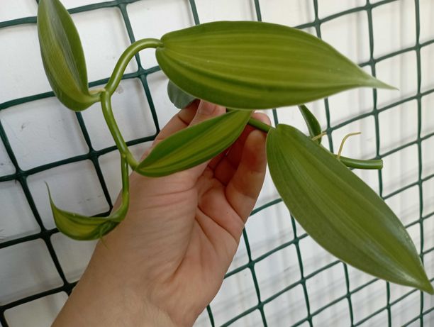 Вариегатная орхидея ваниль
