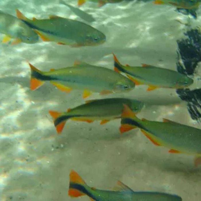 TABU GOLDEN DORADO Salminus maxilosus 43cm