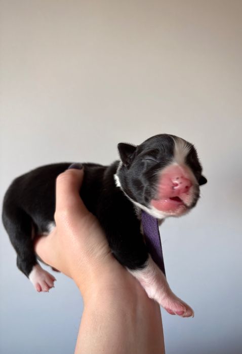 Border Collie - chłopiec