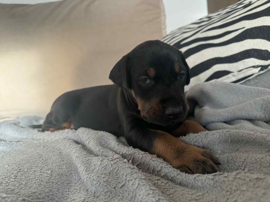 Szczeniaki Doberman