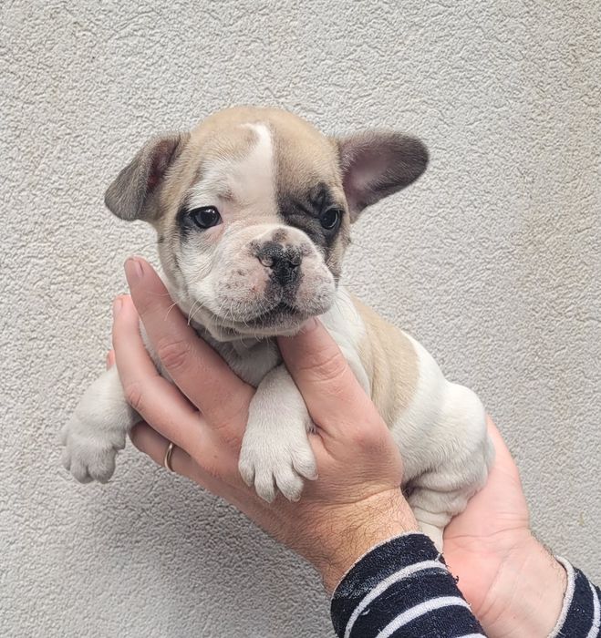 Bulldog macho 2 meses