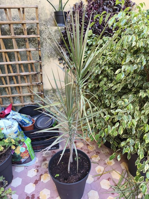 Dracaena, planta, plantas, jardim, decoração, natureza