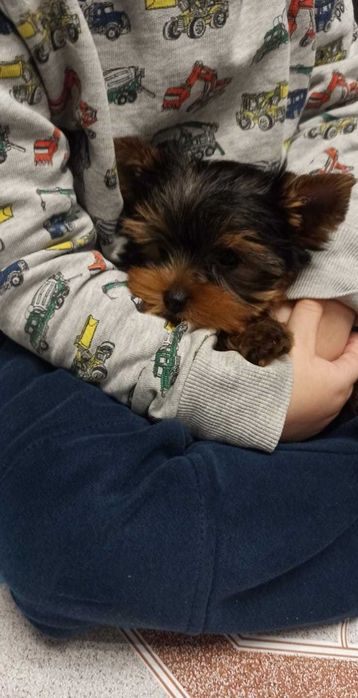 Śliczne mini cudo Yorkshire terrier piesek