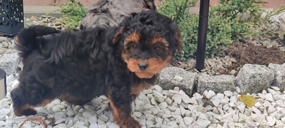 Suczka pudel miniaturowy z metryką