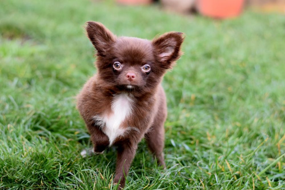 Довгошерстна дівчинка чихуахуа