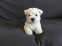 West Highland White Terrier suczka