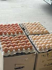 Яйца по Оптовим ценам