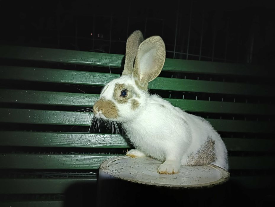 Królik samiec 3 miesięczny