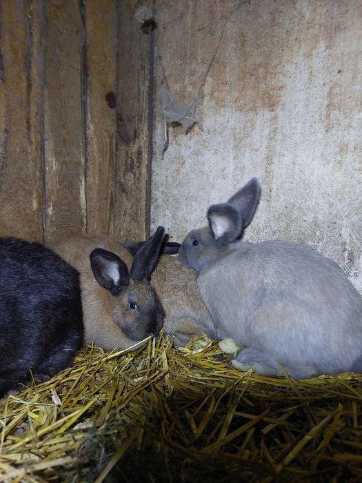 Kroliki dorosłe samice
