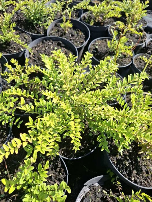 suchodrzew chiński Lonicera pileata