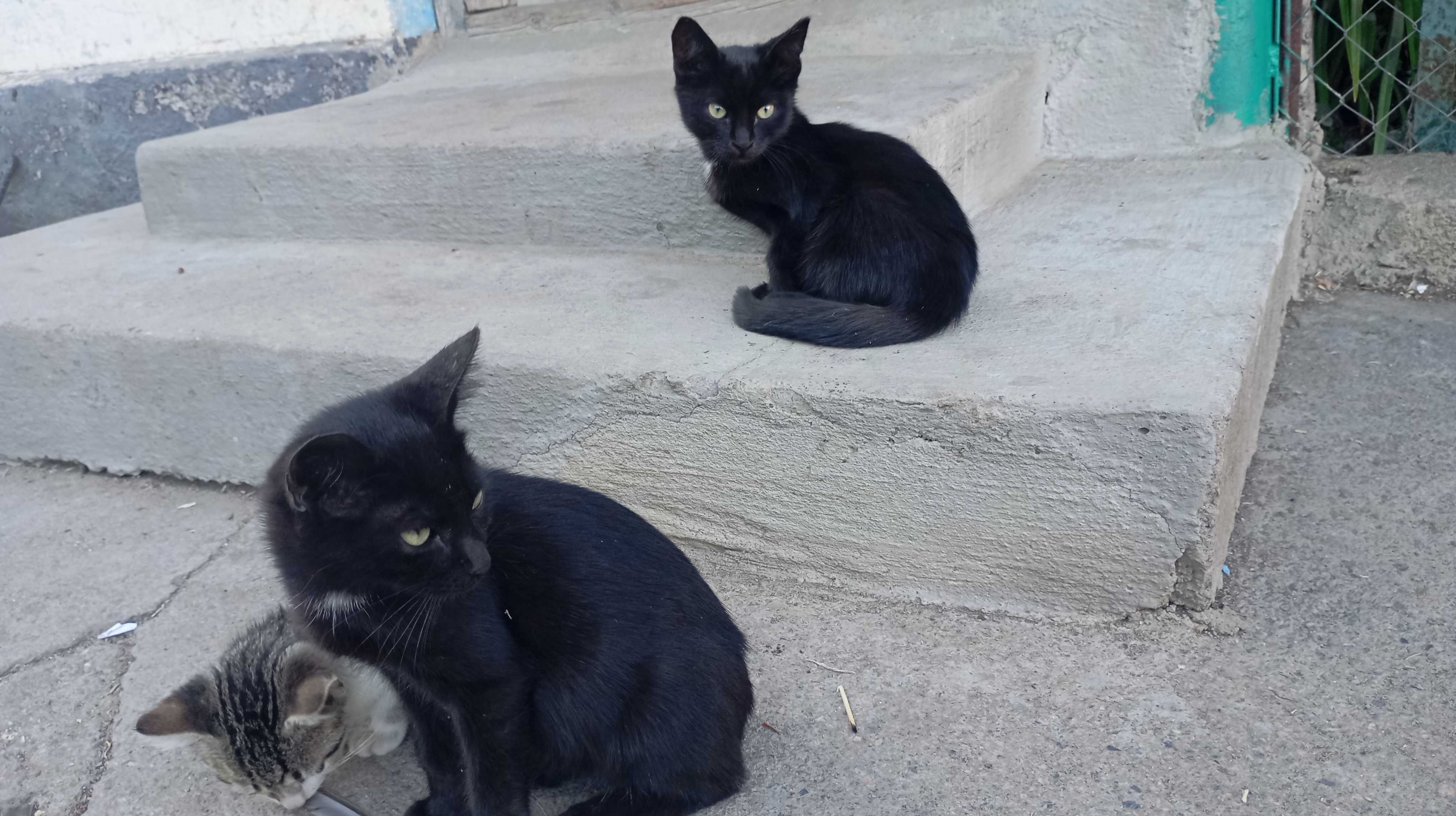 Відаю даром котят