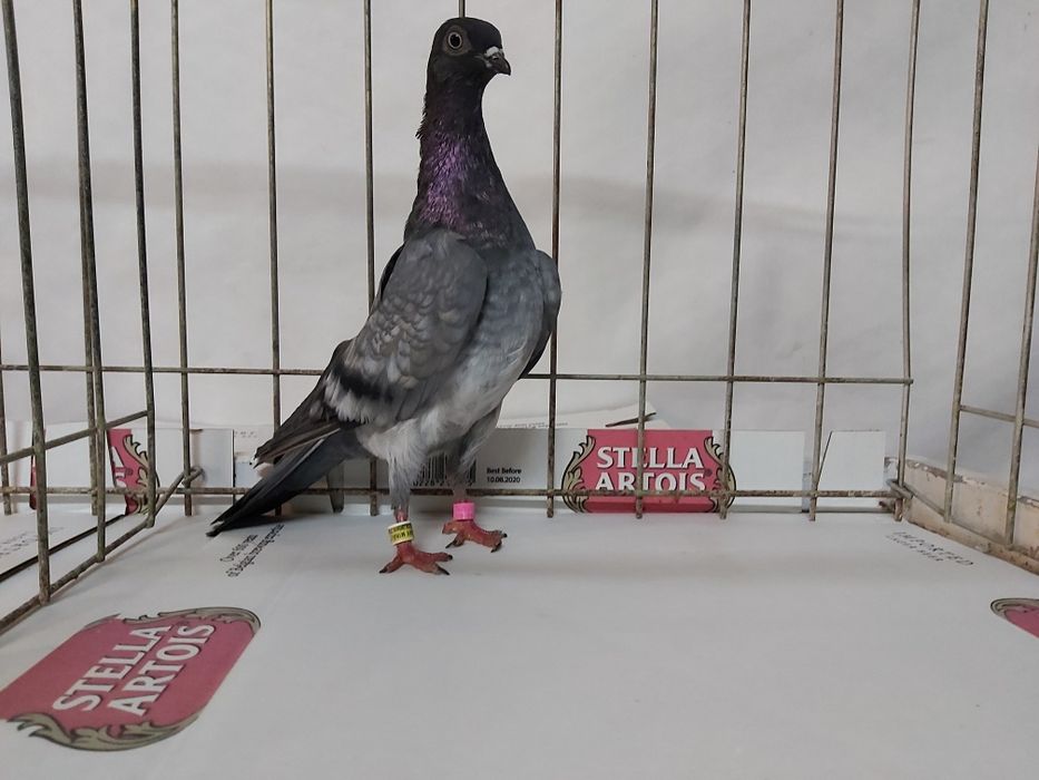 Gołębie Deresz Deresze