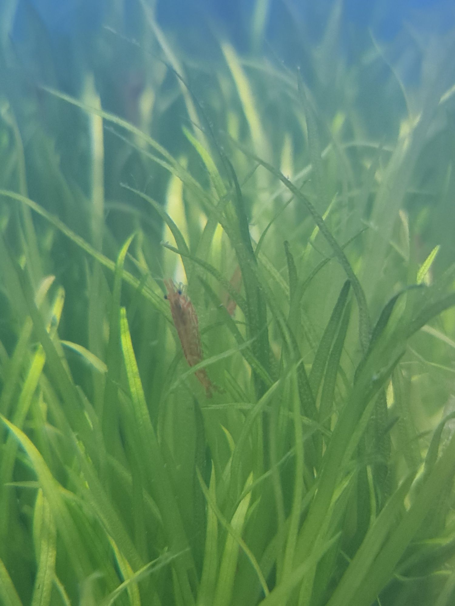 Camarão Red Cherry / Red Cherry Shrimp Neocarnidina