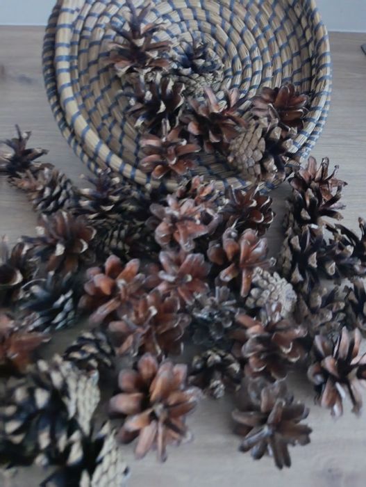 Szyszki sosny zwyklej