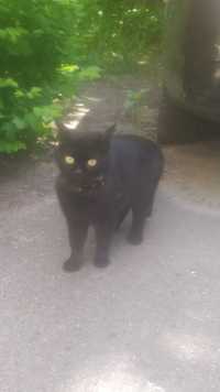Знайдений чорний кіт (кішка)