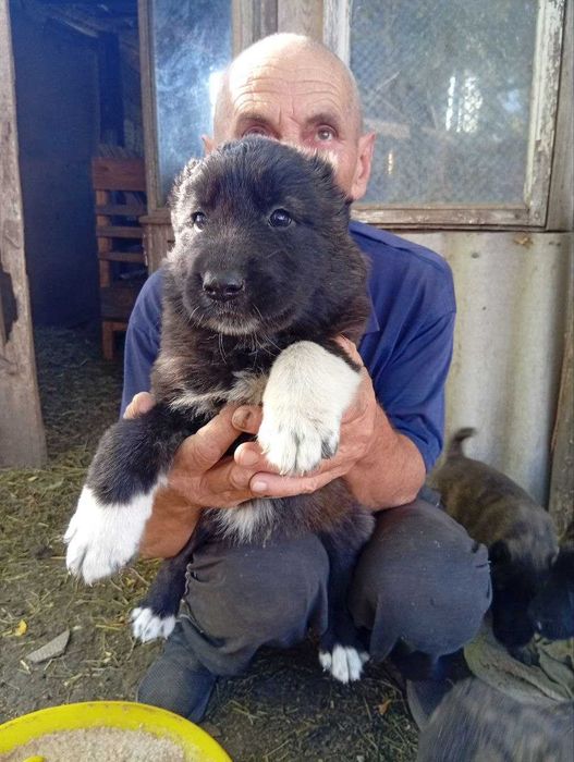 Продам цуценят алабая