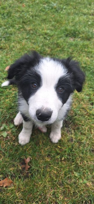 Piesek border collie