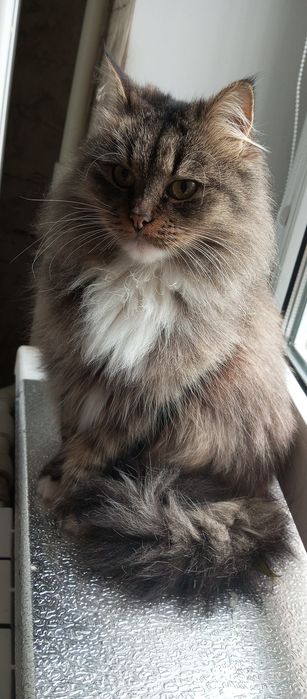 Пропала кошка . Пушистая , игривая ,.