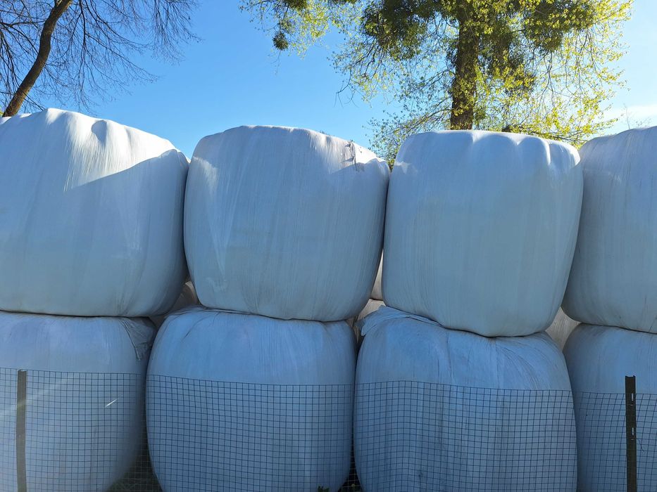 Sianoliszonka z traw oraz kiszonka z seradeli w baloty 120/130