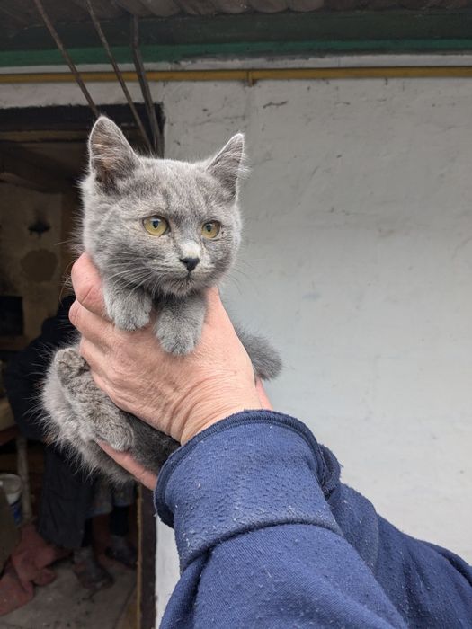 Кошенята метиси Меліса, Марта та М'ята шукають родини