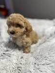 Maltipoo śliczna sunia