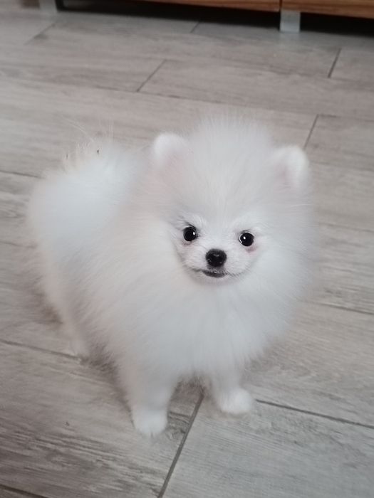 Pomeranian z paszportem, biały piesek