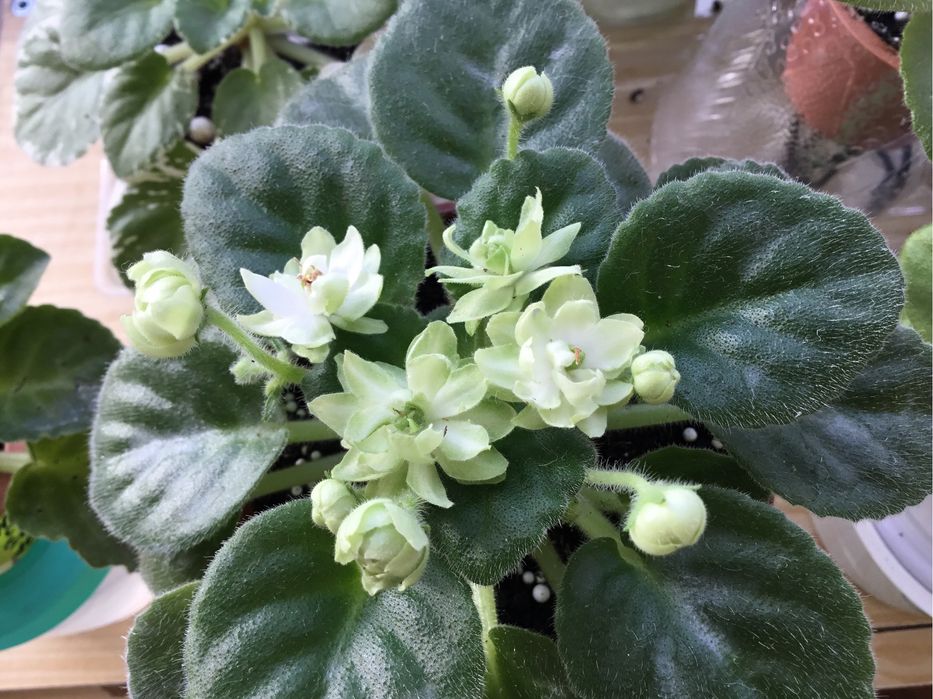 Фіалка Н-Снежный георгин