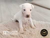 Magnum Whippet na sprzedaż – piękne, rasowe, zdrowe
