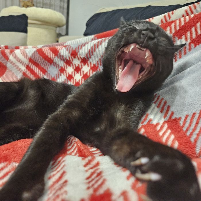 Czarnulka do adopcji