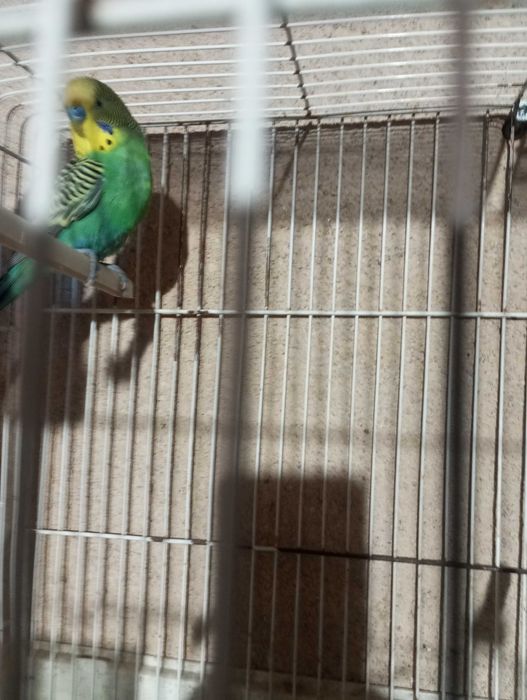 Vendo piriquito macho