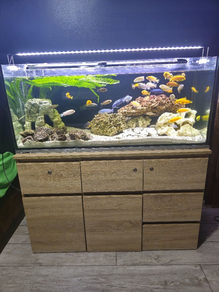 Akwarium 240l z szafką