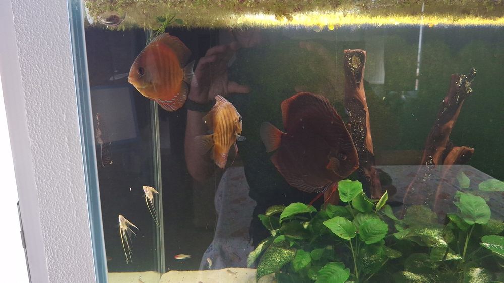 Casal de Discus e macho grande