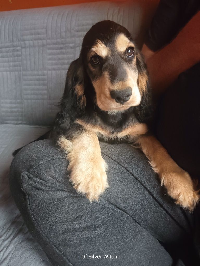 Piesek  , badania genetyczne ,do odbioru