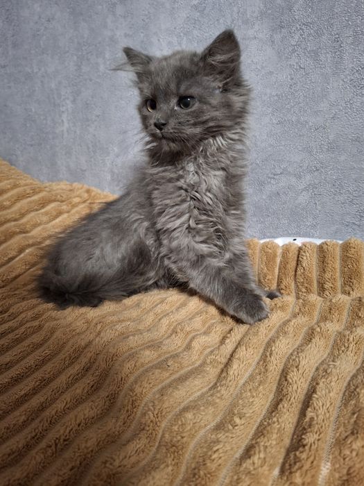 Віддам кошеня в добрі руки