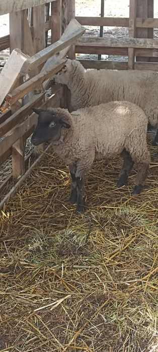 Vendo estas 2 ovelhas e este borrego