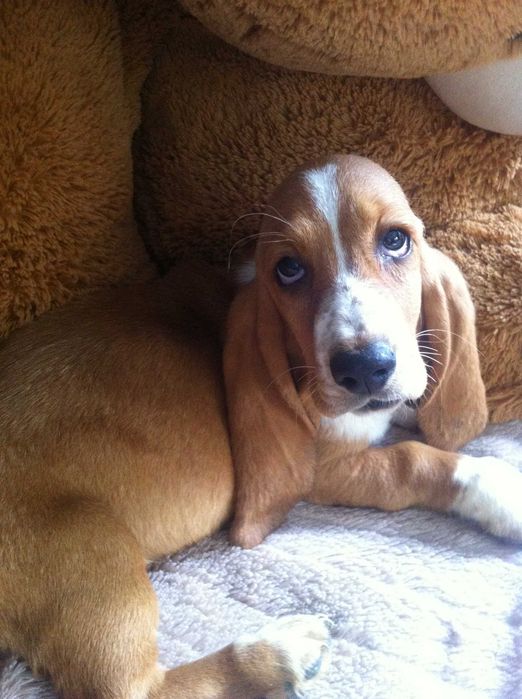 Basset hound urocza suczka   - REZERWACJA -