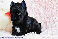 Piękny malutki piesek Black Yorkshire Terrier