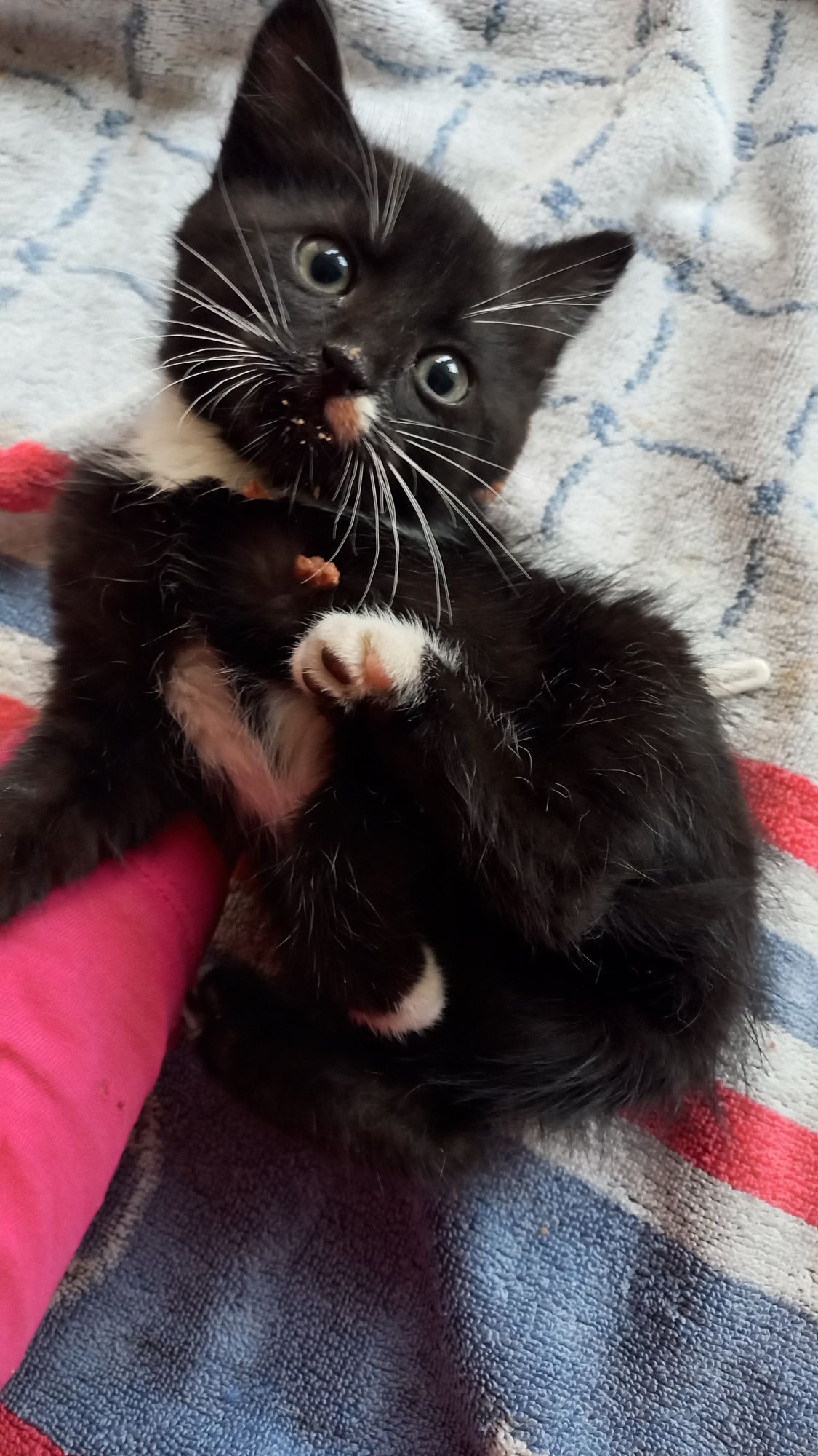 Malutkie groszki do adopcji