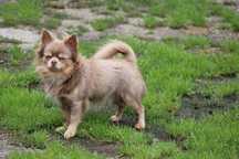 Roczny piesek chihuahua długowłosy sprzedam.